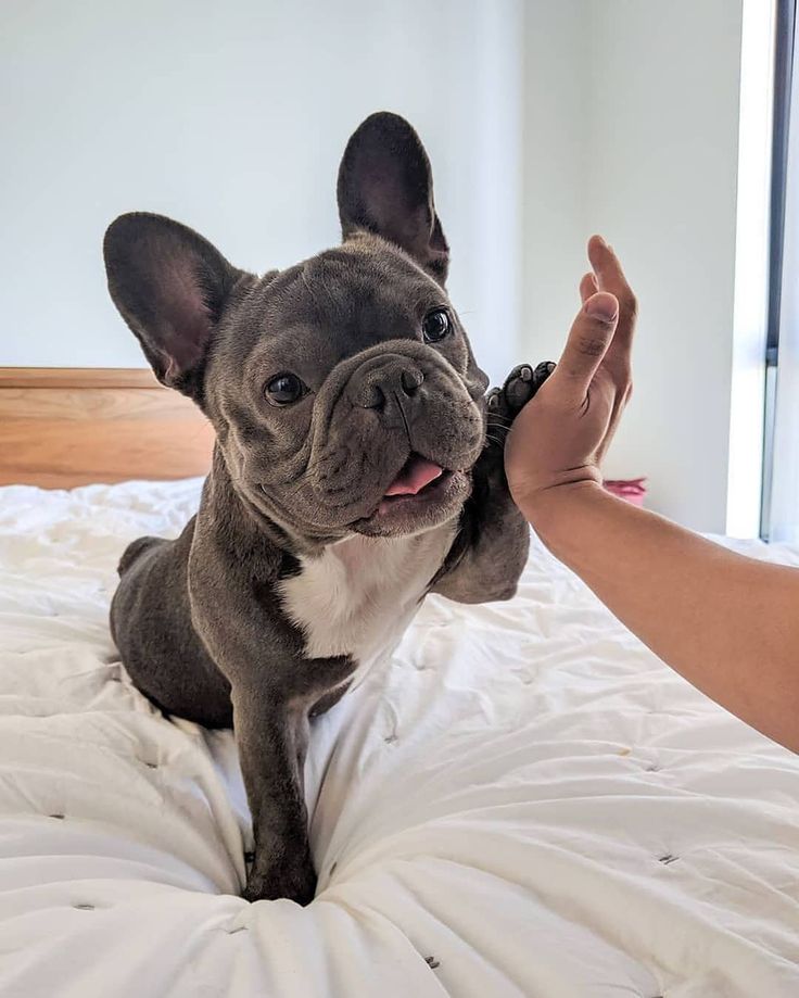 a small dog sitting on top of a bed next to a person's hand