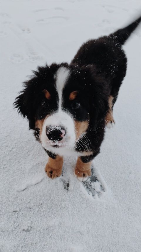 a black and white dog standing in the snow