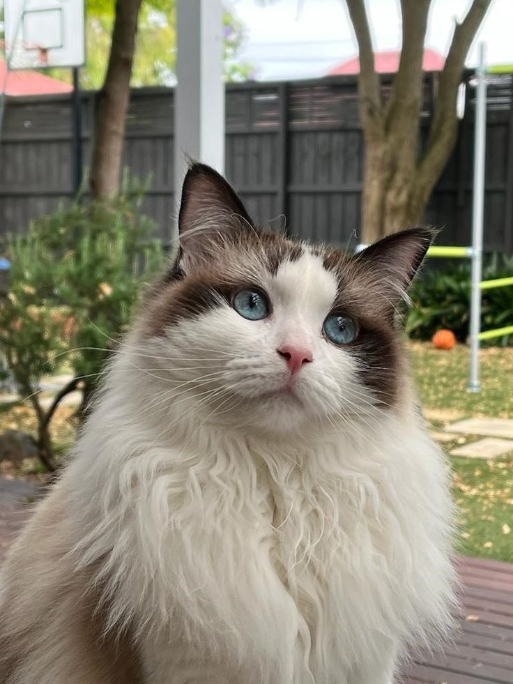 a white and brown cat sitting on top of a wooden deck