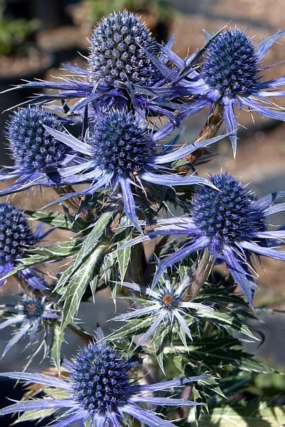 some very pretty blue flowers in the sun