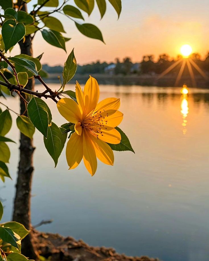 the sun is setting over a lake with flowers