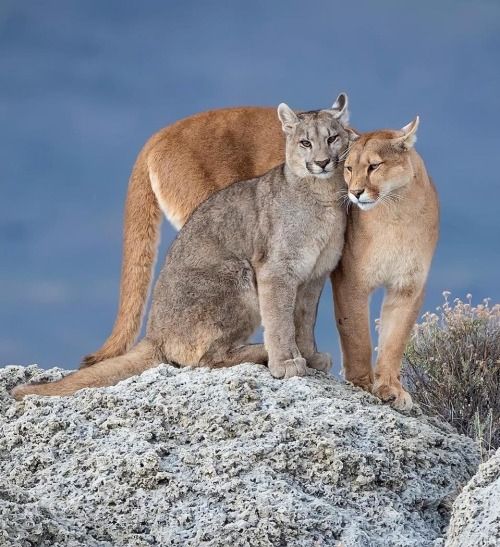 two mountain lions standing on top of a rock