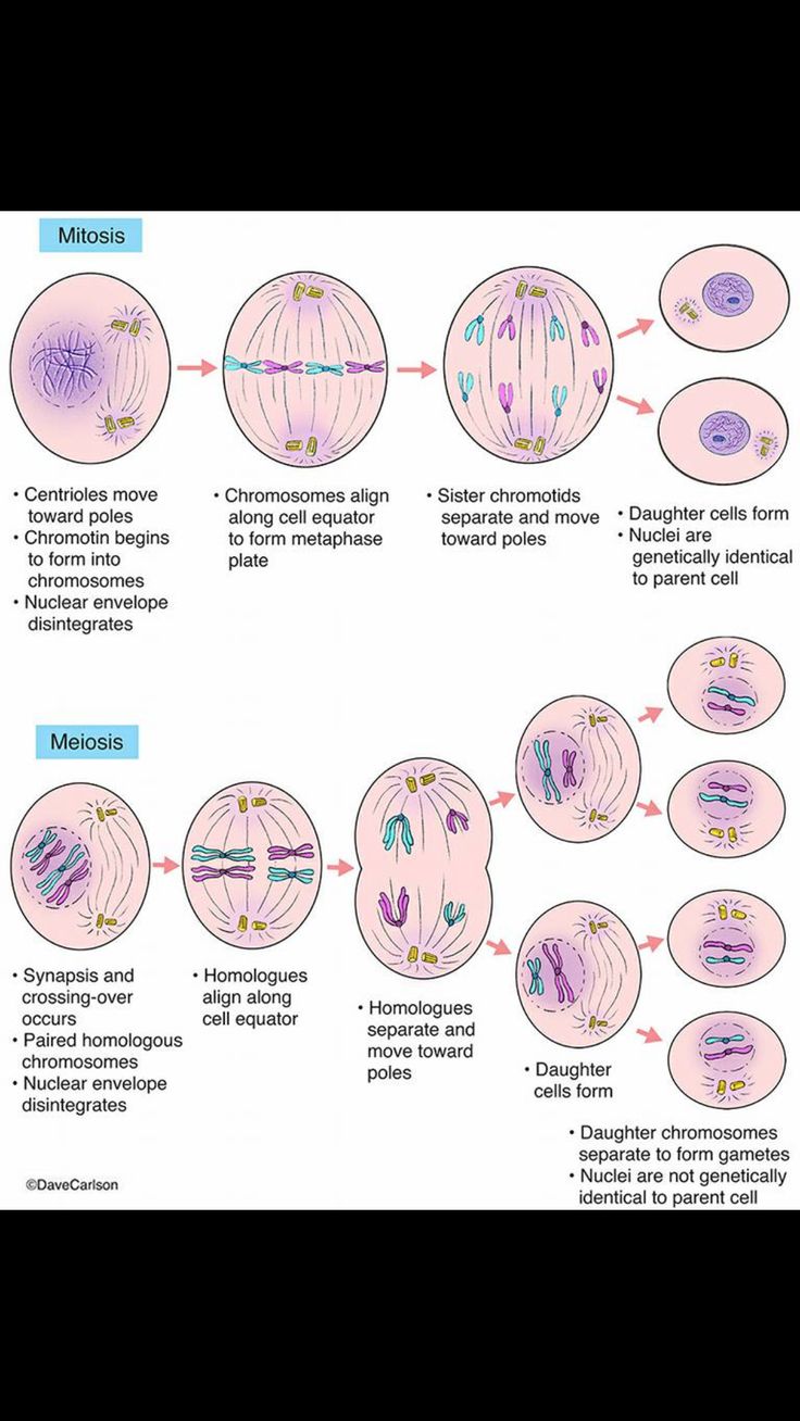 Mitosis And Meiosis Drawing, Meiosis Drawing, Mitosis Diagram, Mitosis And Meiosis, Veterinary Anatomy, Biochemistry Notes, Learn Biology, General Biology, Basic Anatomy And Physiology