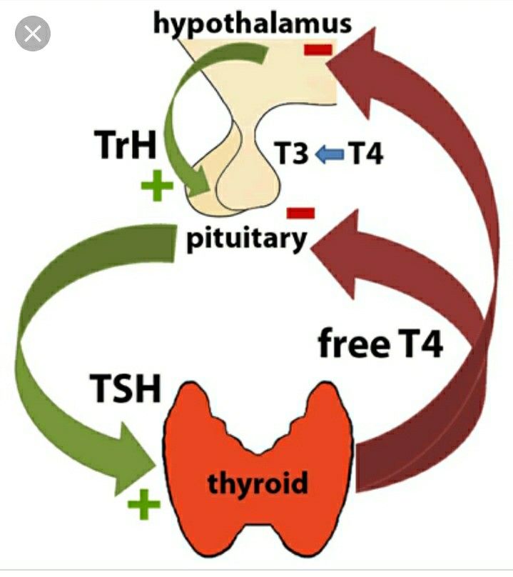 Graves Disease Symptoms, Endocrine System Nursing, Clinical Chemistry, Thyroid Test, Thyroid Medication, Graves Disease, Disease Symptoms, Thyroid Function, Thyroid Gland