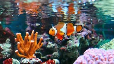 clown fish swimming in an aquarium with corals and other marine life around them,