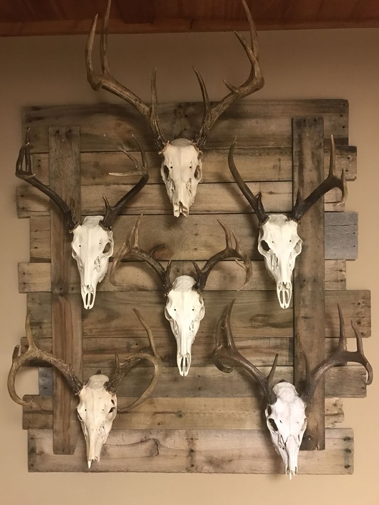 several deer heads mounted on a wooden wall