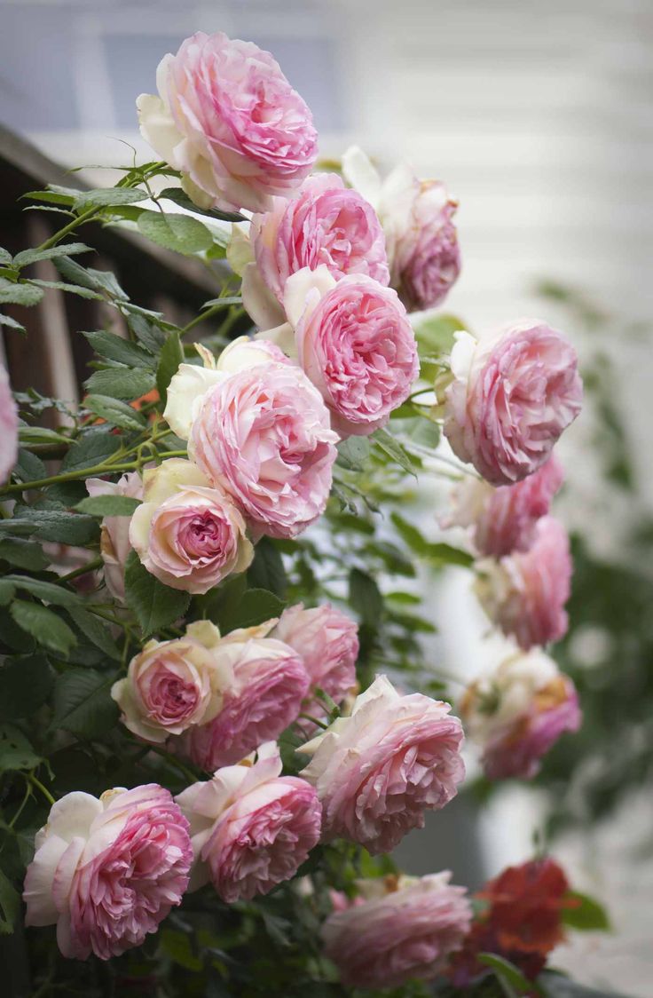 pink and white roses are hanging from a window sill