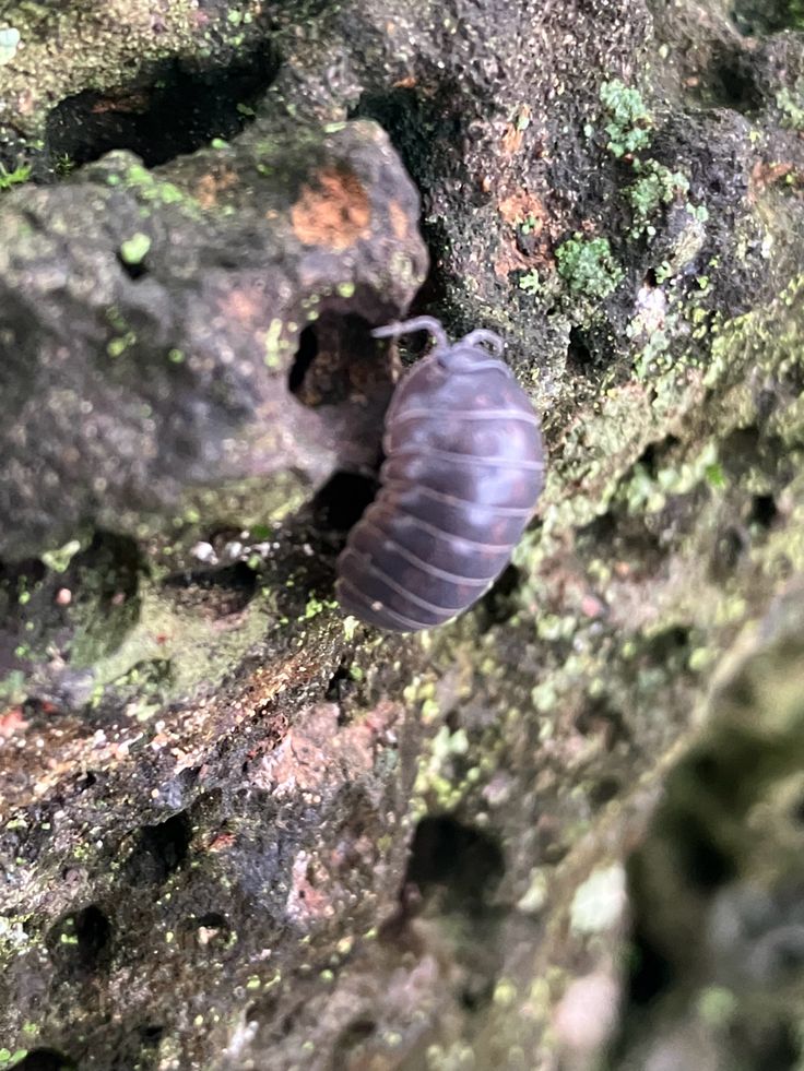 a bug crawling on the side of a rock