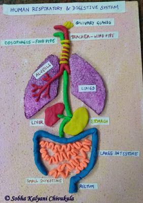 a diagram of the human body made out of felt and plasticine with words on it