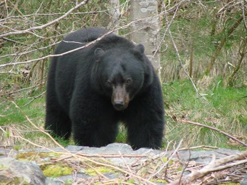 a large black bear standing on top of a grass covered field next to trees and rocks