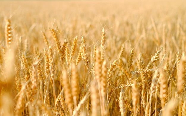 a field of ripe wheat ready to be harvested