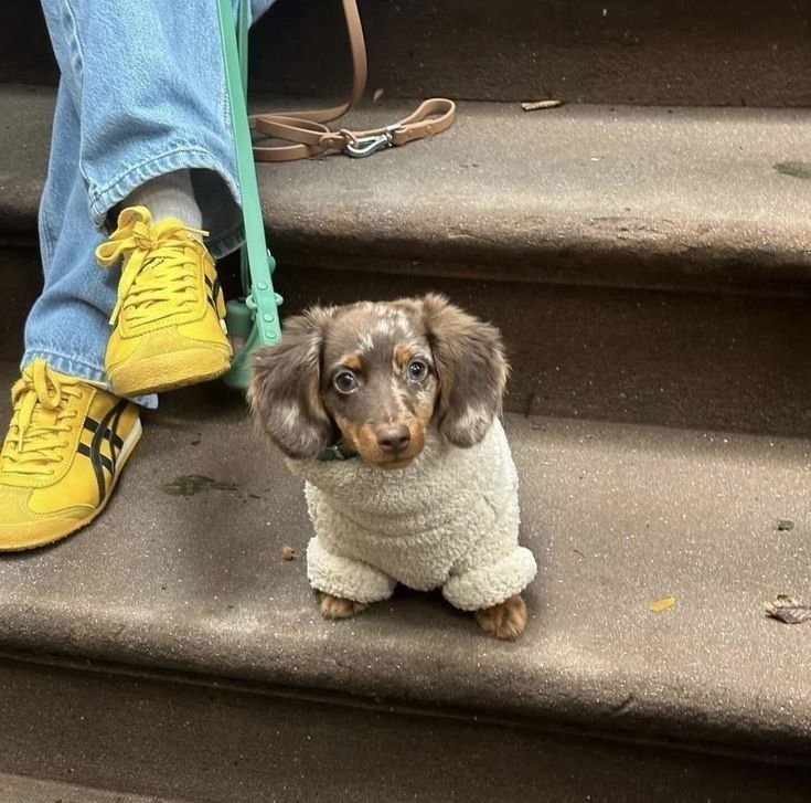 a small brown and white dog sitting on top of steps next to someone's feet