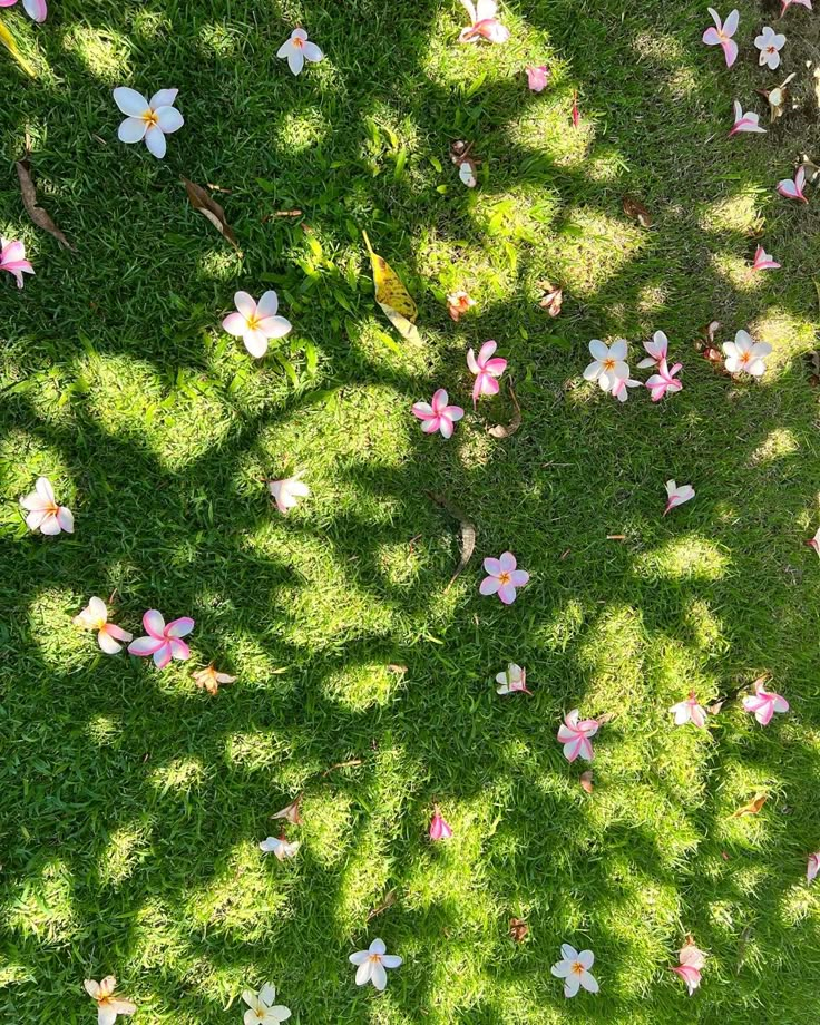 pink and white flowers are scattered on the grass in this aerial view looking down from above