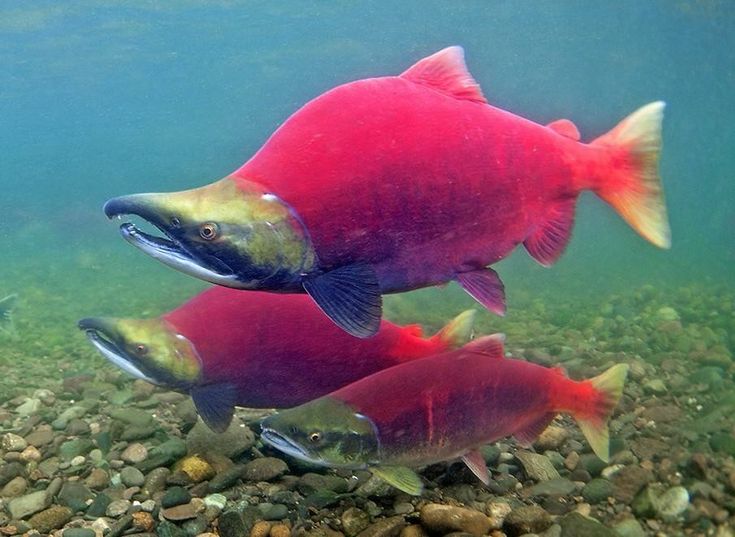 two salmons swimming in the water near some rocks and gravel, with one fish looking at the camera