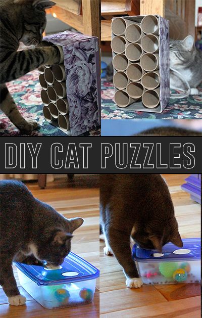 four different pictures of cats playing with toys and drinking water from plastic containers that are stacked on top of each other