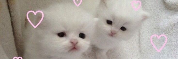 two white kittens with hearts drawn on them