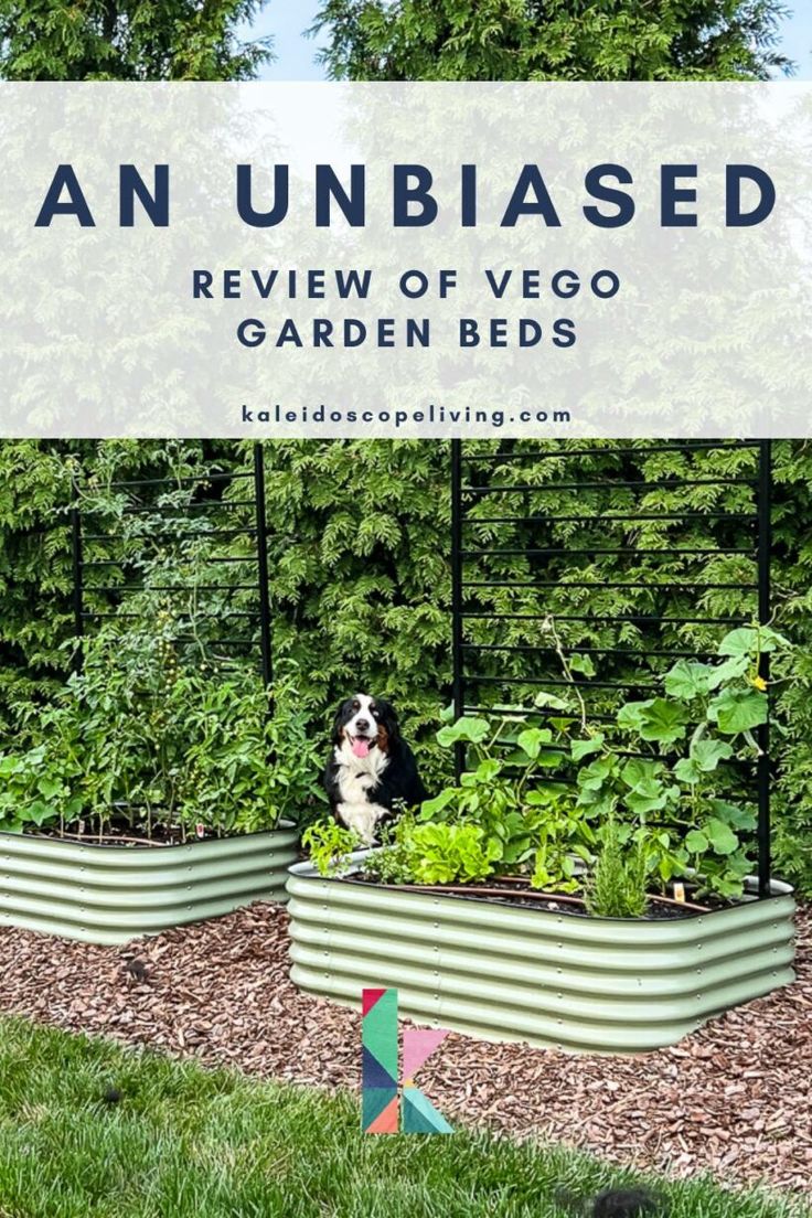 an unbiased review of vegg garden beds with a dog in the middle