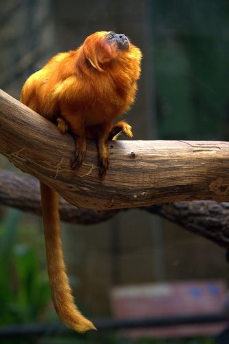 a yellow monkey sitting on top of a tree branch