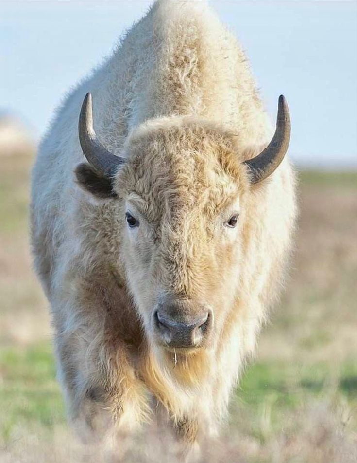 a bison standing in the middle of a field with long horns on it's head