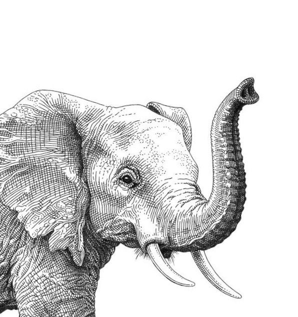 an elephant with tusks is shown in this black and white drawing on paper