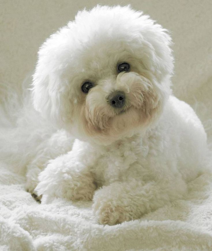 a small white dog sitting on top of a bed