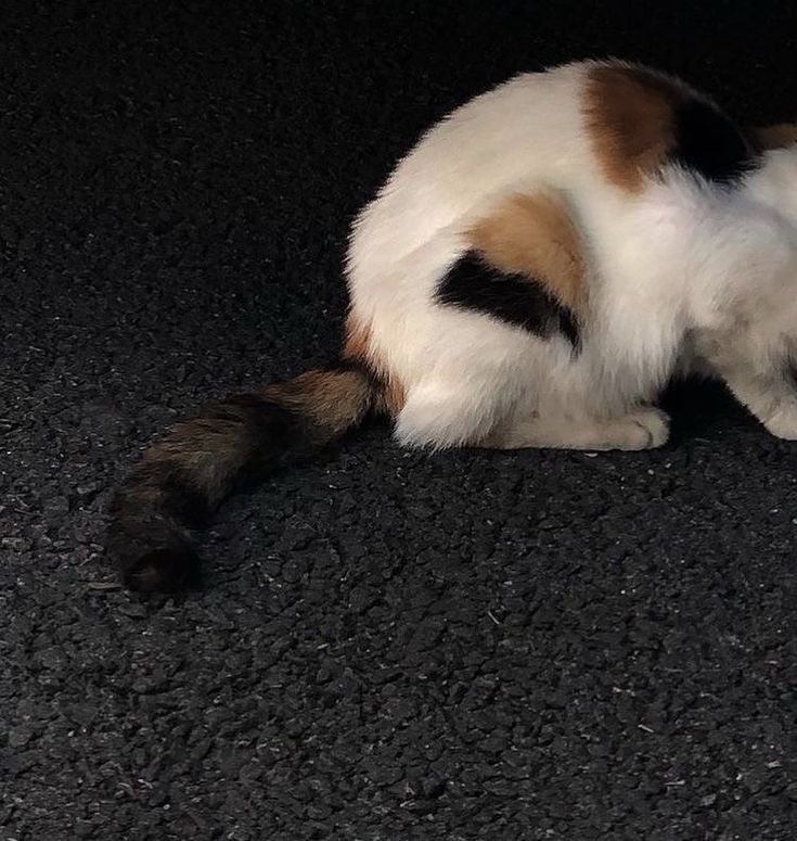 a white and brown cat sitting on the ground