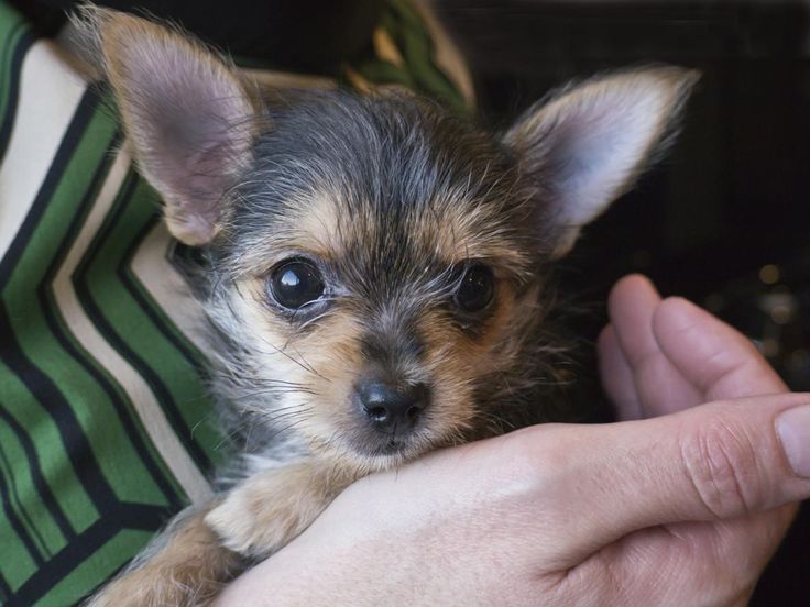 a person holding a small dog in their hands