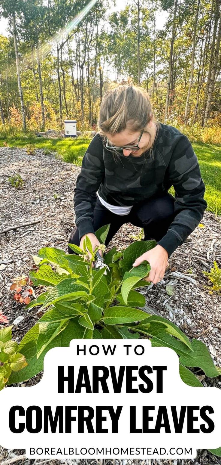 Medicinal Herbs Remedies, Comfrey Plant, Herbal Medicine Cabinet, Herbal Medicine Recipes, Herbal Remedies Recipes, Medicinal Herbs Garden, Edible Wild Plants, Herbal Recipes, Healing Herbs