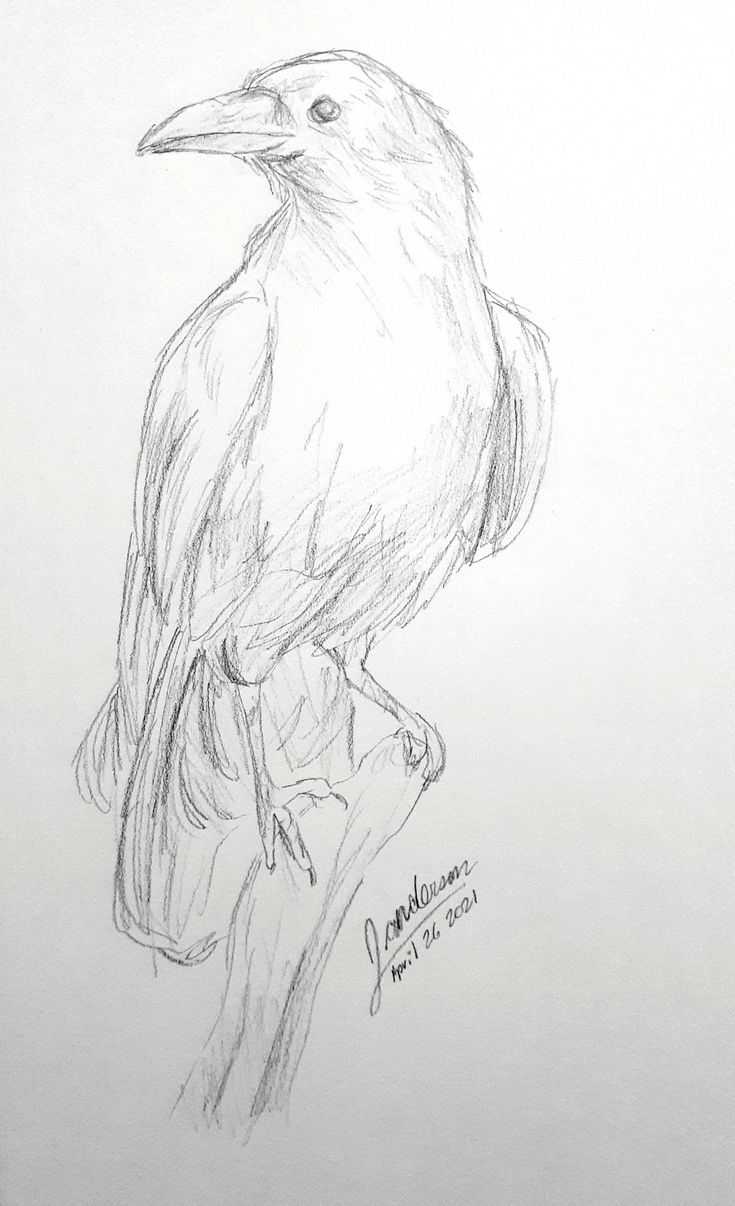 a pencil drawing of a bird sitting on a branch