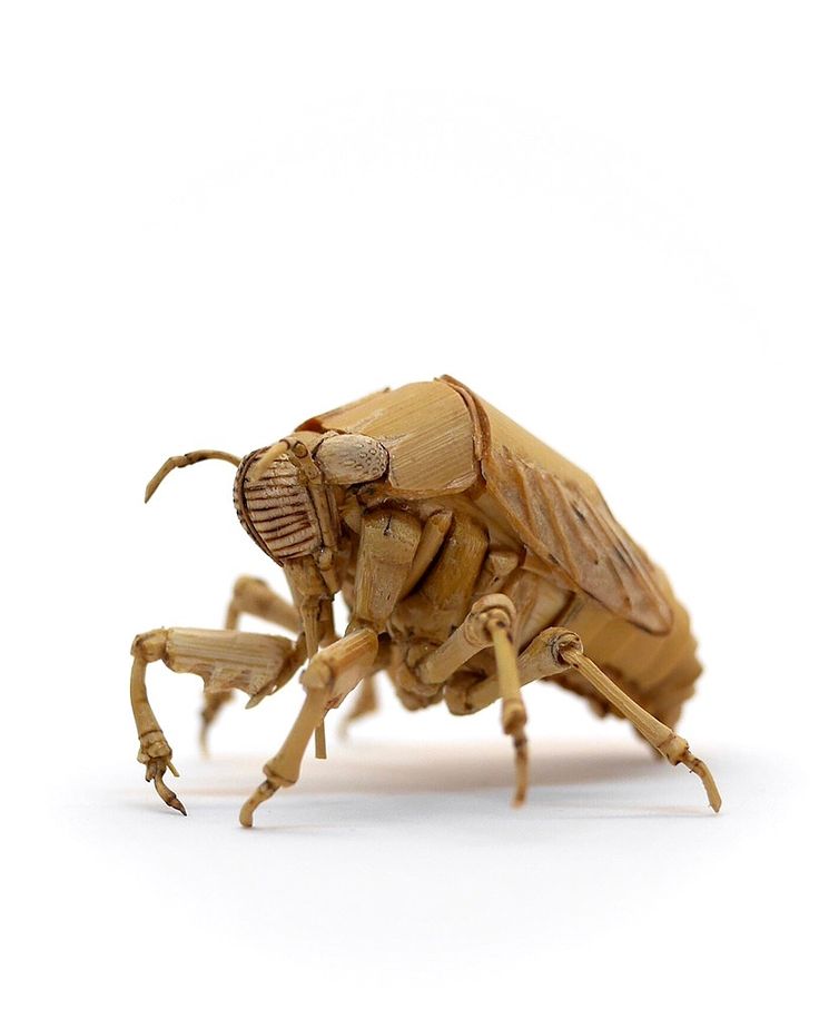 a close up of a bug on a white background