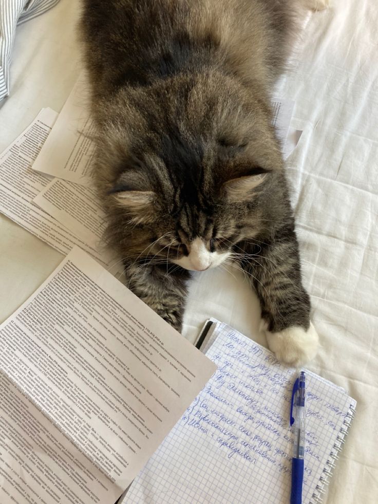 a cat laying on top of a bed next to sheets of paper and a pen