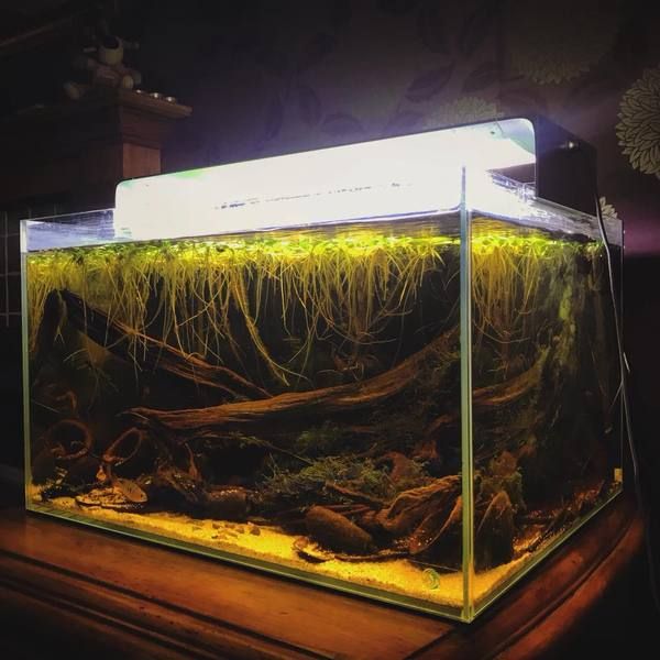 an aquarium filled with plants and water