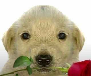 a close up of a dog with a rose in its mouth and the caption says, i love you so much