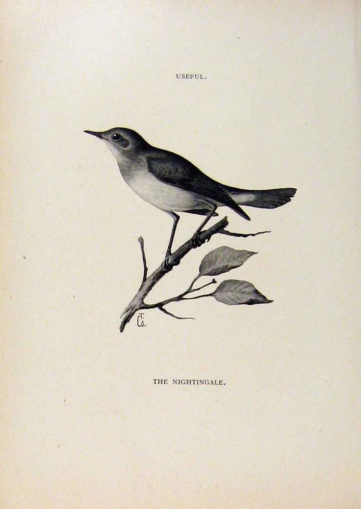 a black and white drawing of a bird on a branch with leaves in the foreground