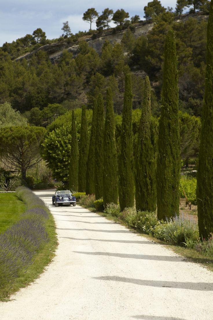 a car driving down a dirt road lined with trees and lavender bushes on both sides