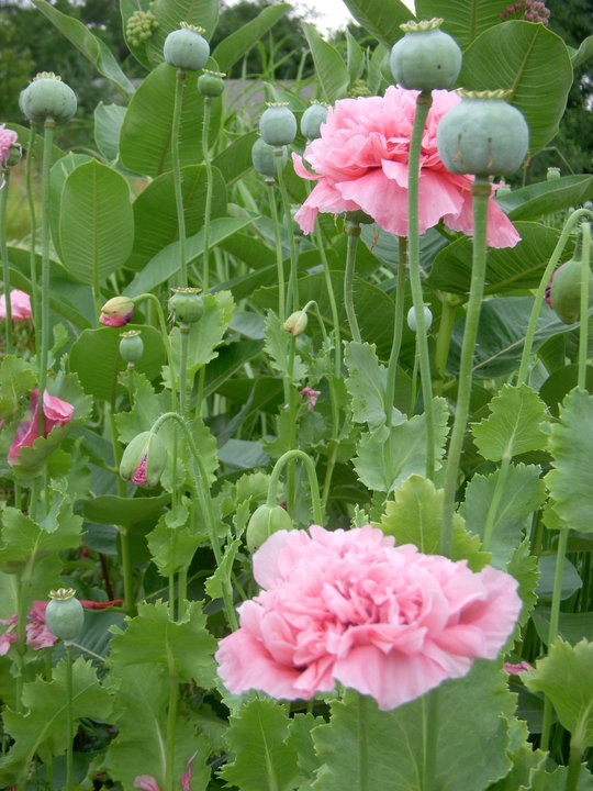 pink flowers are blooming in the garden