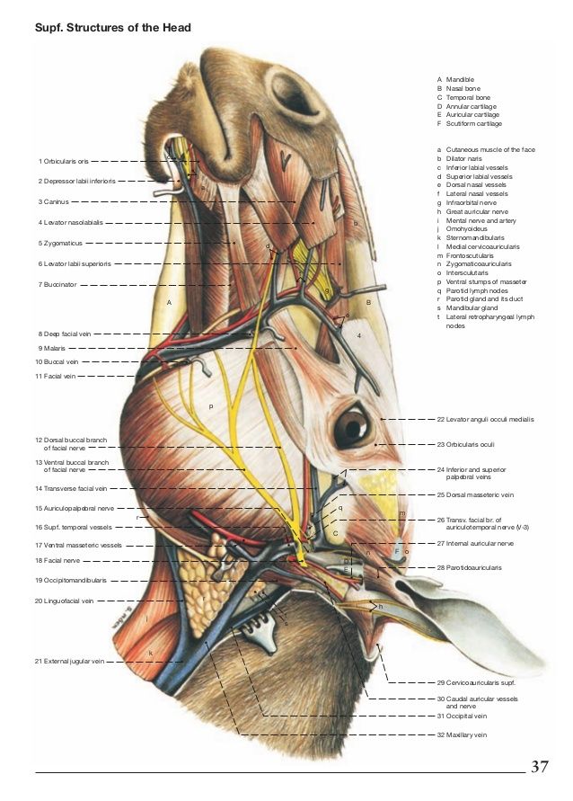 an image of the head and neck with labels on it's parts, including the bones