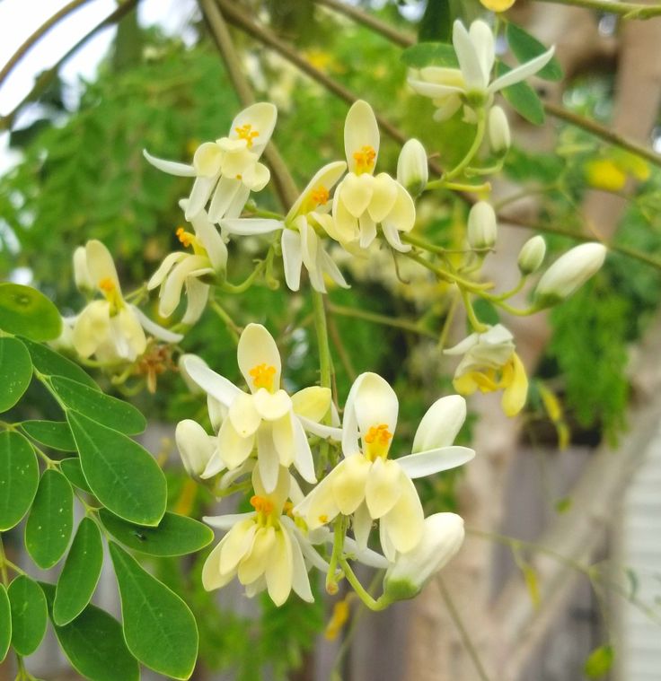 some white and yellow flowers on a tree