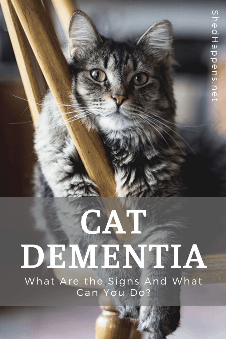 Cat Dementia: What Are the Signs And What Can You Do? - Shed Happens Senior Cat Care, Cat Health Problems, Cat Advice, Cat Health Care, Cat Playground, What Cat, Healthy Cat, Cat Care Tips, Senior Cat