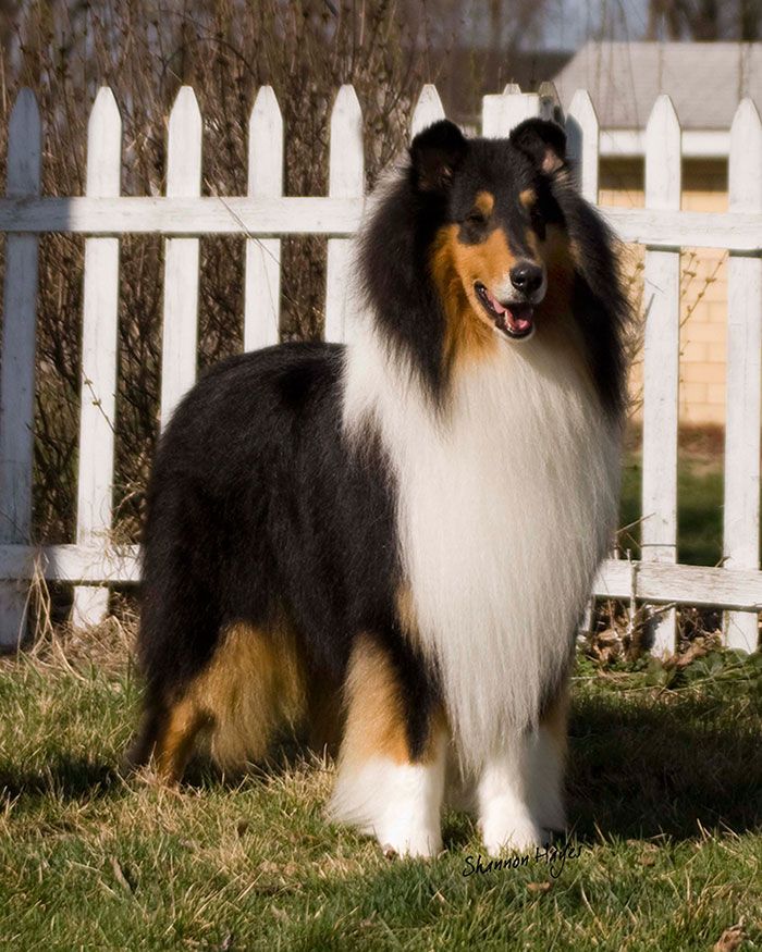 a dog standing in the grass near a white fence