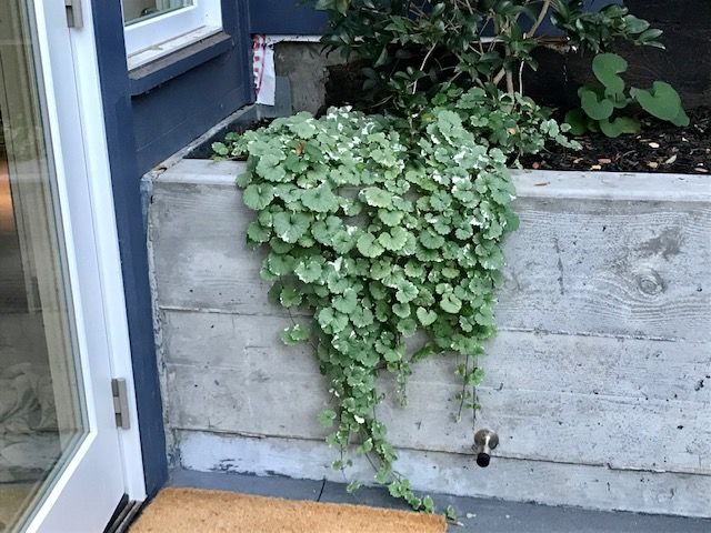 a plant growing out of the side of a window sill next to a door