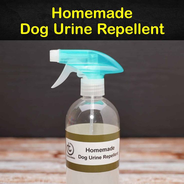 homemade dog urine repellent is shown with the words homemade dog urine repellent