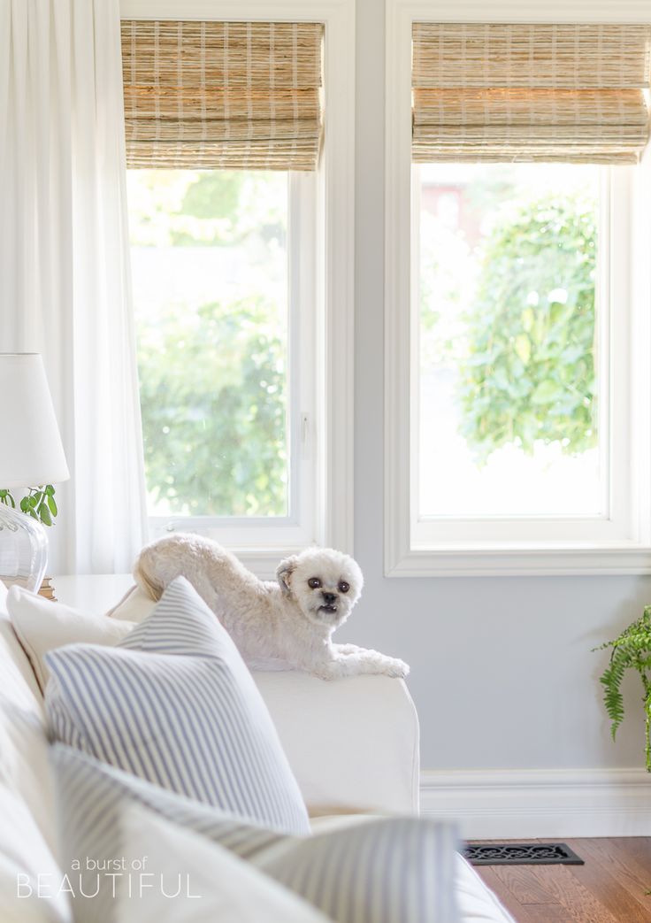 a small white dog sitting on top of a couch next to two windows in a living room