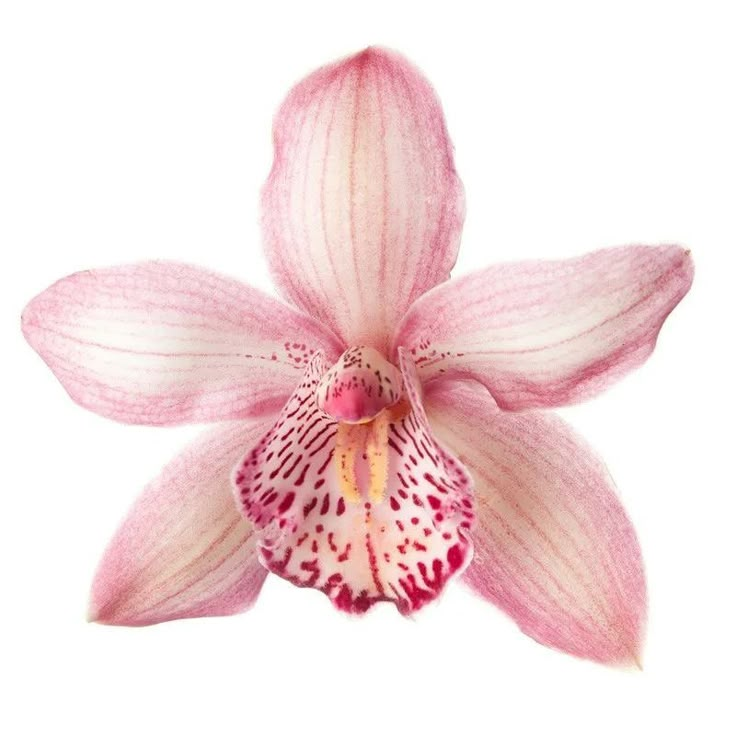 a pink and white orchid flower on a white background with watermarked image in the bottom right corner