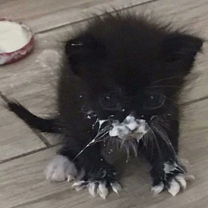 a small black kitten sitting on top of a wooden floor