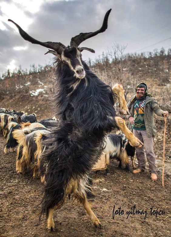 a man standing next to a herd of goats on top of a dirt field with long horns