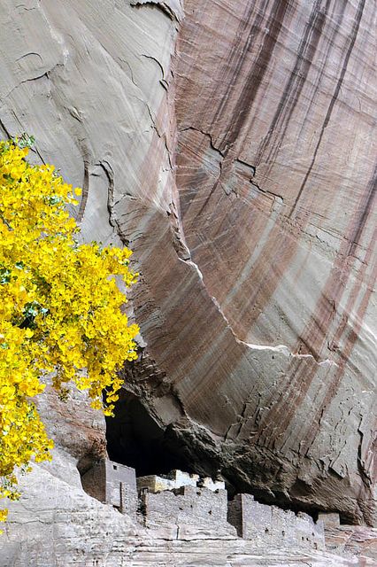 a tree with yellow leaves in front of a rock formation and cliff face, near the town of potalapa