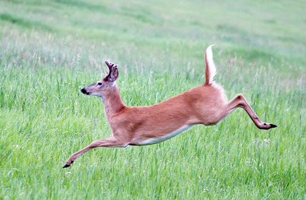 a deer jumping in the air with it's front legs spread out and mouth wide open