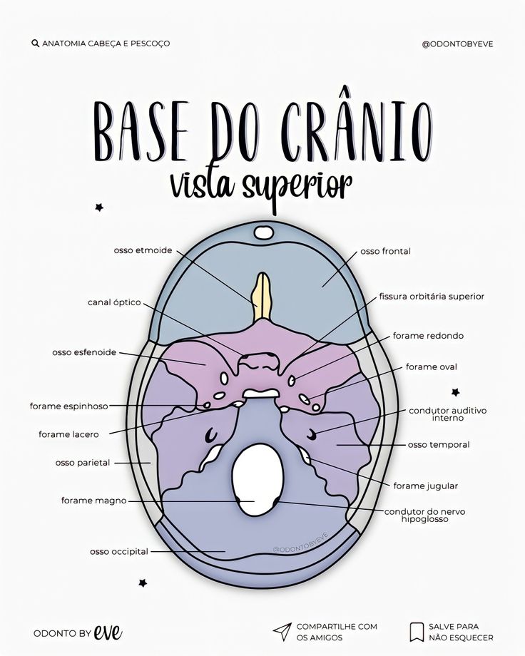 a diagram of the anatomy of an animal's head and its major parts in spanish