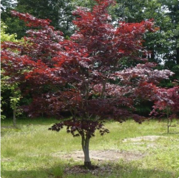 a small tree in the middle of a grassy area with lots of trees around it